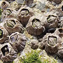 Balanus albicostatus Pilsbry