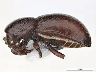 Thorictodes heydeni