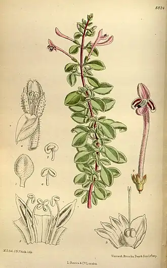 Thorncroftia longiflora