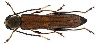 Thranius sumatrensis