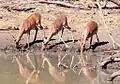 Impalas bebendo água