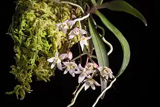 Thrixspermum saruwatarii