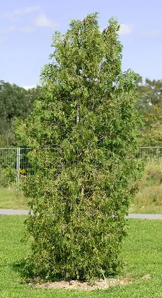 Thuja occidentalis