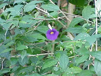 Thunbergia erecta
