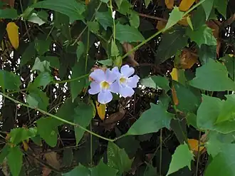 Thunbergia grandiflora