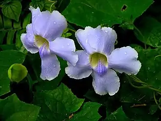 Flores de Thunbergia laurifolia