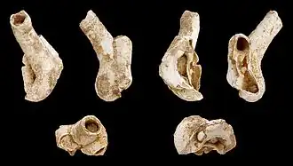 Thylacodes arenarius ( Vermetidae )