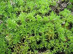 Thymus caespititius.