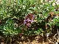 Thymus serpyllum