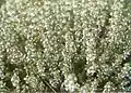 Thymus zygis