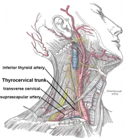 Ramo profundo da artéria cervical transversal com o nervo escapular dorsal.