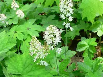 Tiarella cordifolia