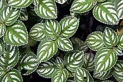 Ticodendron incognitum.