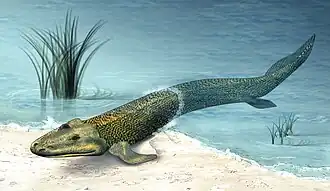 Tiktaalik um peixe sarcopterígio