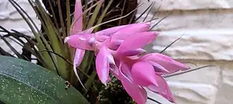 Tillandsia stricta com inflorescência cor-de-rosa