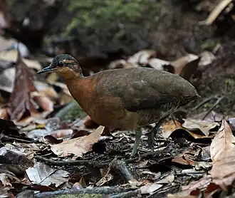 Sururina-da-serra (Tinamus resonans), Parque Nacional da Serra do Divisor, Mâncio Lima, Acre, Brasil
