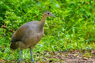 Espécime de macuco avistado em 2015