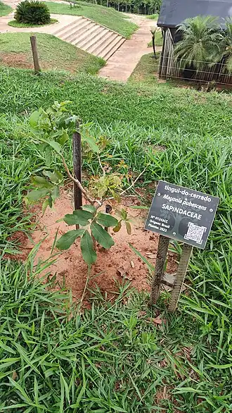 Muda de Magonia pubescens plantado em 2023