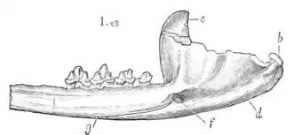 Ilustração da mandíbula inferior do Tinodon bellus, criada por Othniel Charles Marsh
