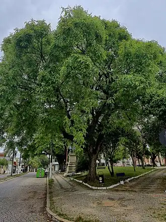 Espécimen em Bagé, Rio Grande do Sul.