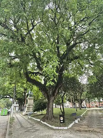 Tiupana vista por baixo