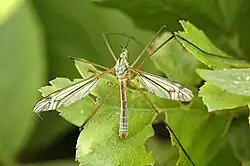 Tipula luna (macho).
