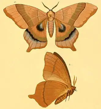 As primeiras ilustrações de Titaea orsinome, a espécie-tipo do gênero Titaea classificada para a ciência, em vista superior (1) e inferior (2). Por Jacob Hübner.[3]