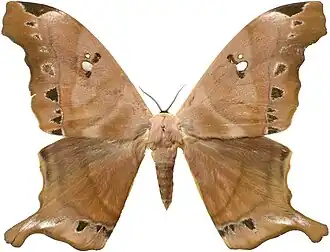 Fotografia de Titaea tamerlan, subespécie amazonensis. Espécime proveniente da Guiana Francesa.