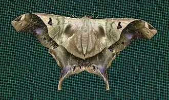 Fotografia de Titaea timur. Espécime encontrado no Peru.