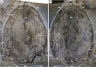 O espécime parátipo ROMIP 65168; um esclerito anterior