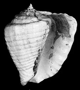 Vista inferior da concha de T. galeatus (Swainson, 1823);[1] de espécime da coleção do Museu de História Natural de Leiden.