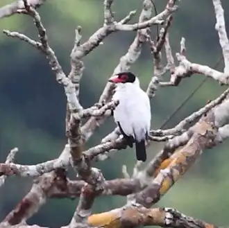 Anambé-branco-de-rabo-preto macho em Manaus, Amazonas, Brasil