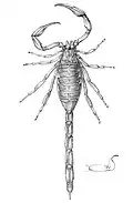 T. insignis