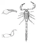 T. melanostictus