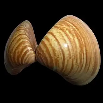 A concha de T. zonaria varia de indivíduos com marcações dorsais, por vezes em em ziguezague,...