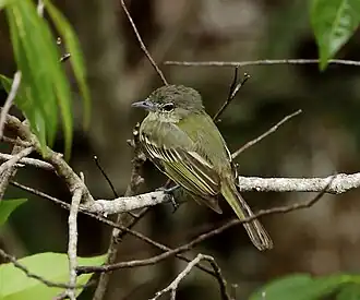 Espécime avistado em Manaus, Brasil