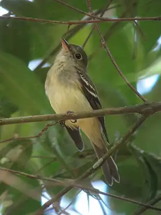 Espécime avistado em Doradal, Antioquia, Colômbia