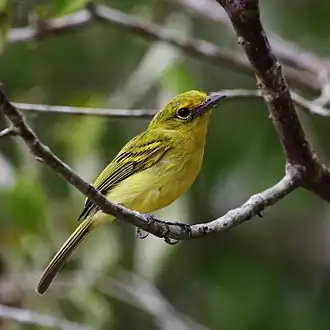 Bico-chato-amarelo em Riachuelo, Rio Grande do Norte, Brasil.