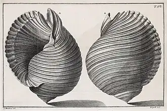 Ilustração de T. galea, proveniente da obra de Niccolò Gualtieri e datada do ano de 1742.