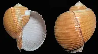 Duas vistas da concha de Tonna zonata (Green, 1830)[1], espécime proveniente do mar da China Meridional.