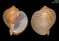 Duas vistas da concha de Tonna zonata (Green, 1830)[1], espécime de Taiwan.