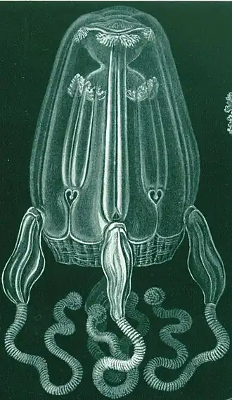 gravura de Chirodropus palmatus, Kunstformen der Natur