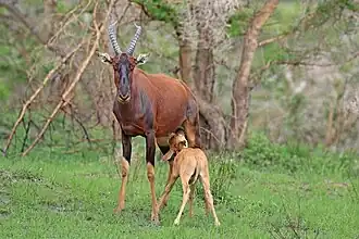 Topi fêmea amamentando filhote, Parque Nacional Queen Elizabeth, em Uganda