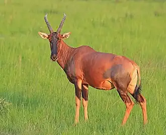 Topi (Damaliscus lunatus jimela) fêmea no Parque Nacional Queen Elizabeth, em Uganda