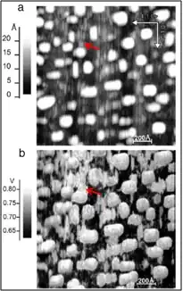 Topografia (acima) e função trabalho (abaixo) de nanopartículas de Ouro (Au).
