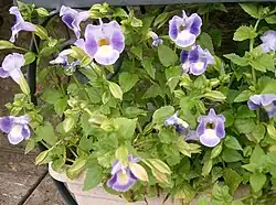 Híbrido de Torenia fournieri