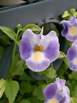 Híbrido de Torenia fournieri