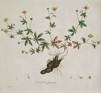 Tormentilla officinalis