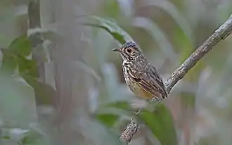 Indivíduo avistado em Paragominas, no Pará