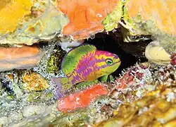 Tosanoides aphrodite